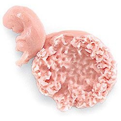 Human Fetus Replica - 7-8 Week