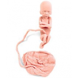 Human Fetus Replica - 20 Week