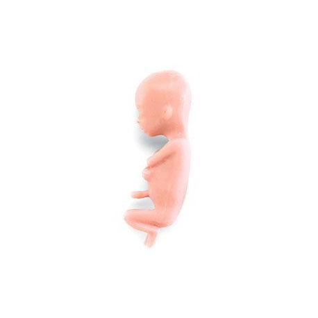Human Fetus Replica - 13 Week