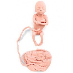 Human Fetus Replica - 5 Month Female
