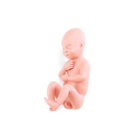 Human Fetus Replica - Full-Term Male